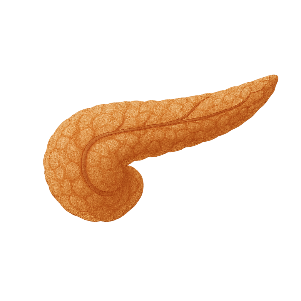 pancreas