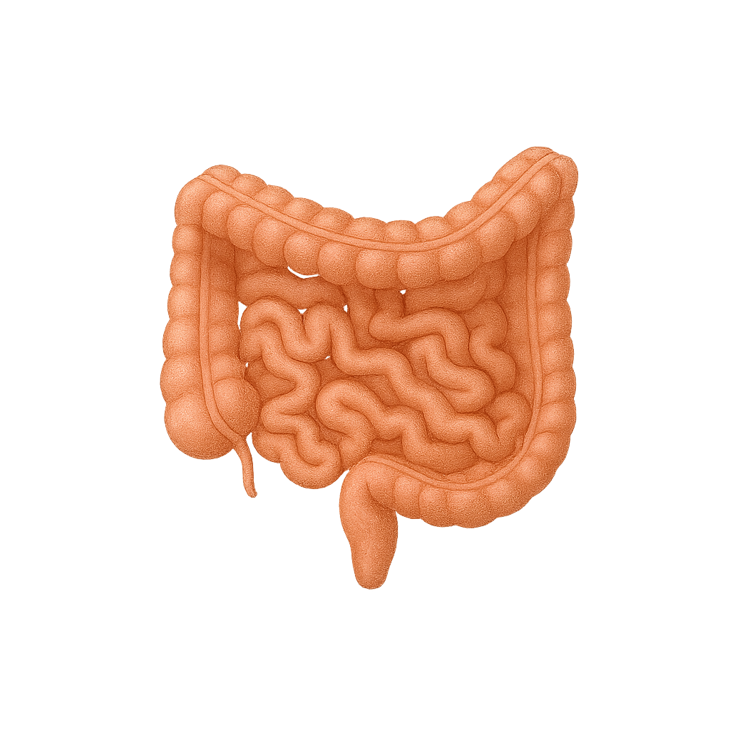 small-intestine